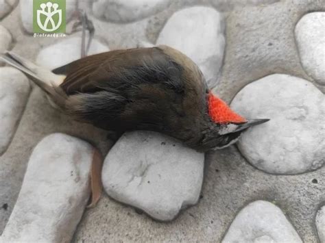 鸟啄窗户|每年几千万只鸟撞死在玻璃上，很简单就可以救它们一命